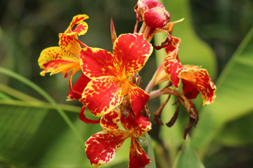 red flower in the garden