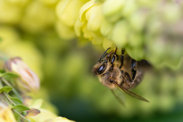 Bee Pollinating Yellow Oregon Grape Flower