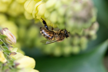 Bee Pollinating Yellow Oregon Grape Flower