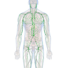 Lymphatic System Internal Anatomy in Male Body Front View - 327250813