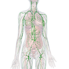 Lymphatic System Internal Anatomy in Female Body on White - 327250832