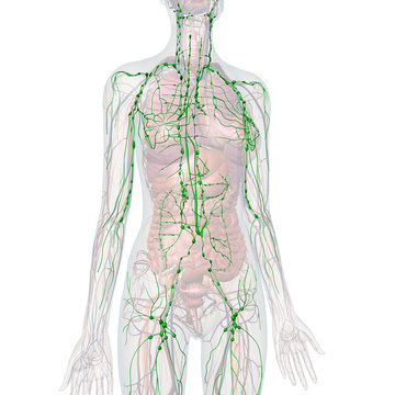 Lymphatic System Internal Anatomy in Female Body on White