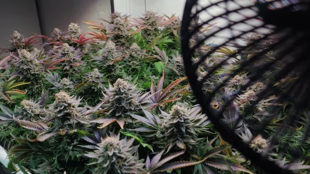 Shot of a cannabis plants growing in a grow tent during flowering stage