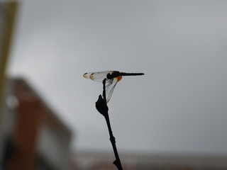 Silhouette Dragonfly perched on a reed