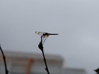 Silhouette of A dragonfly perched on a stalk