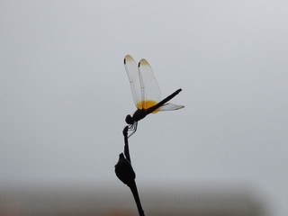Silhouette of A dragonfly perched on a stalk