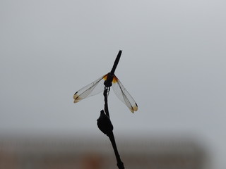 Silhouette Dragonfly perched on a reed