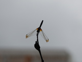 Silhouette of A dragonfly perched on a stalk
