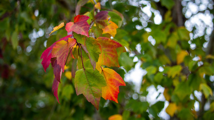 Autumn Leaves