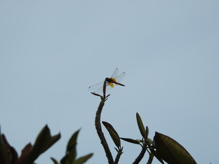 Silhouette Dragonfly perched on a reed