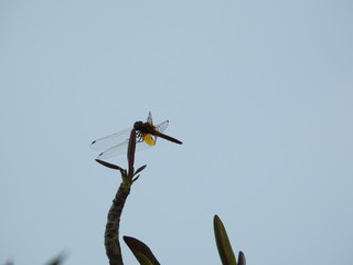 Silhouette of A dragonfly perched on a stalk