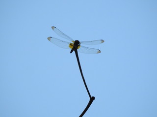 Silhouette of A dragonfly perched on a stalk