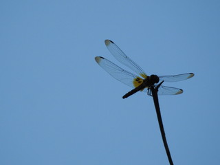 Silhouette of A dragonfly perched on a stalk