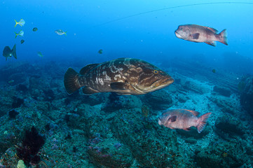 Naklejka premium Long tooth Grouper Swimming Underwater in Japan