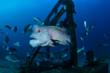 Bump Head Asian Sheepshead Wrasse with Large Forehead and Chin Swimming Underwater in Japan