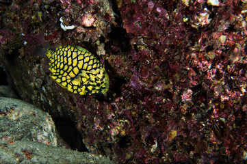 Cute Yellow Pineapple Fish Swimming Underwater in Toyama Bay, Japan