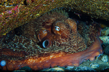 Giant Octopus in Toyama Bay, Japan © Martin