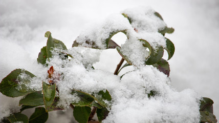 Winter Snow