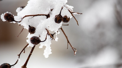 Winter Snow