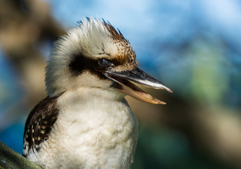 Kookaburra, Sydney Australia
