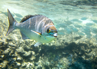Fototapeta na wymiar Underwater Paradise, Hawaii