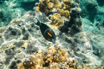 Fototapeta na wymiar Underwater Paradise, Hawaii