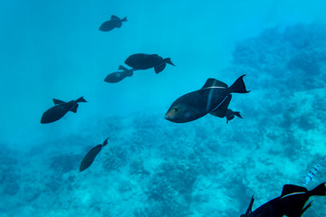 Underwater Paradise, Hawaii