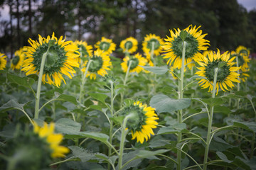Obraz premium yellow dandelions on the meadow
