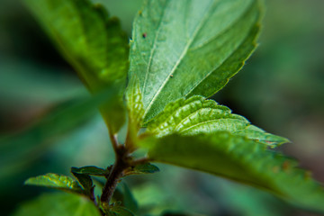 Hawthorne Leaf