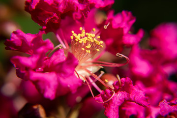 Crepe Myrtle