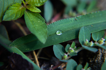 Morning Dew