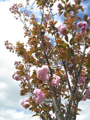 cherry blossom with blue sky