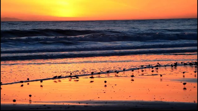Shorebirds at Sunset 2