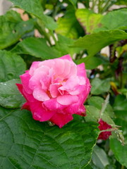 pink rose in garden