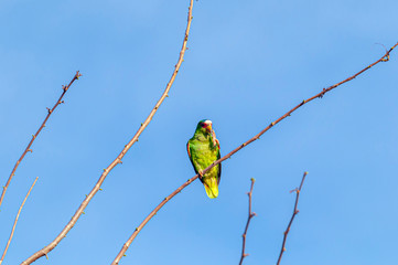 White-fronted Parrot Amazona albifrons