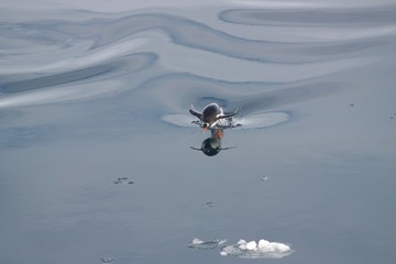 Gentoo penguin swimming in open water