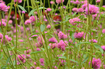 Fototapeta premium pink flowers in the garden
