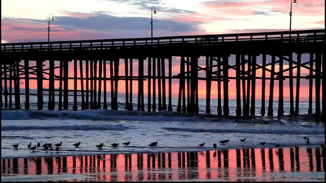 Shorebirds near Pier at Sunset 3