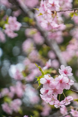 さくら咲きはじめ