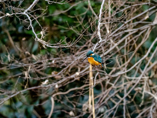 Colorful common kingfisher by the Tama River 3