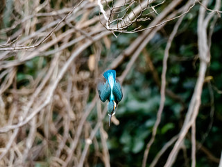 Colorful common kingfisher by the Tama River 5