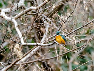 Colorful common kingfisher by the Tama River 8