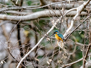 Colorful common kingfisher by the Tama River 7