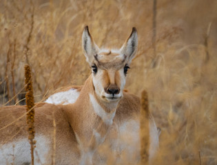 Pronghorn grazing in Colorado
