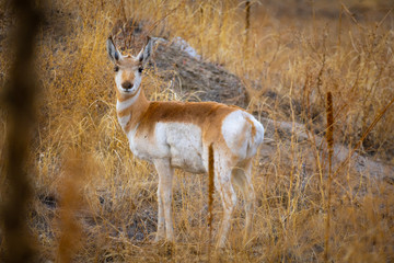 Pronghorn grazing in Colorado