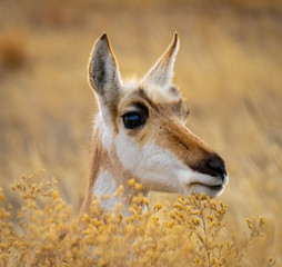 Pronghorn grazing in Colorado
