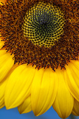 向日葵の花　夏イメージ