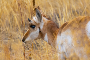 Pronghorn grazing in Colorado