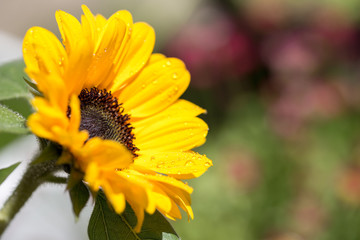 向日葵の花　夏イメージ