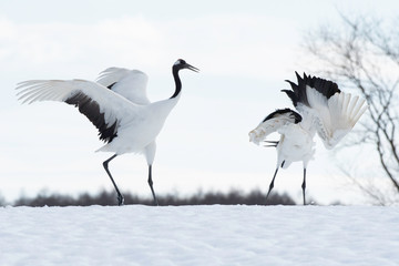 Fototapeta na wymiar Red-crowned cranes dancing in Tsurui village